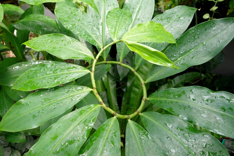 a plant with many leafy green leaves and drops of water