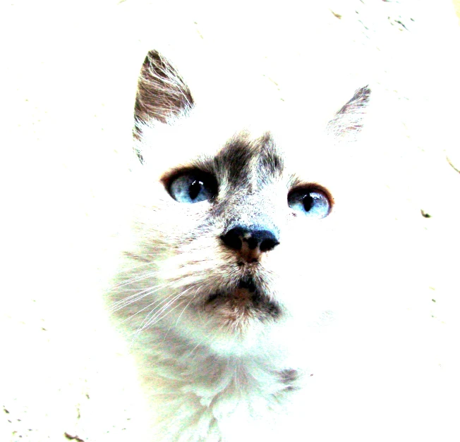 a cat with blue eyes looks directly into the camera