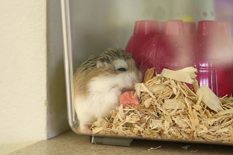 a hamster in its cage looking into the camera