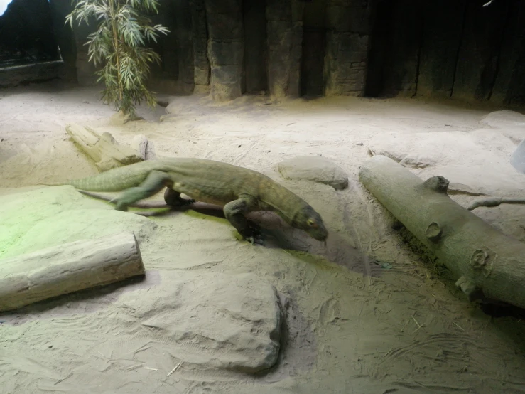 a large lizard laying on some rocks by some water