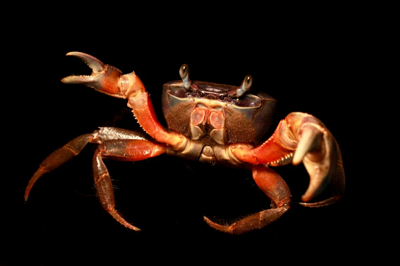 a close up po of a crab on a black background