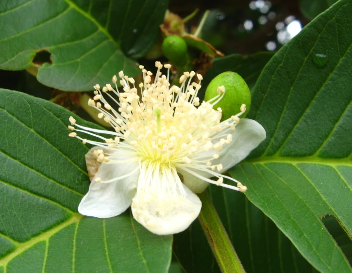 this is the beautiful flower of the linden tree