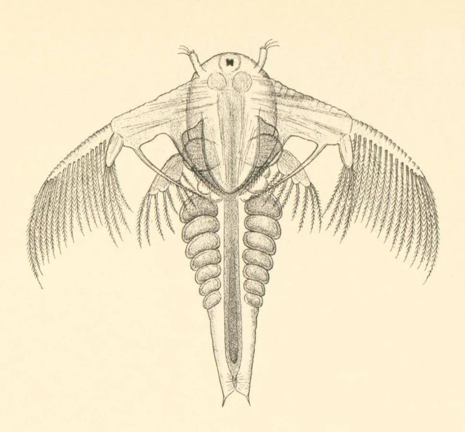 illustration of a squid with wings spread, it's head slightly open
