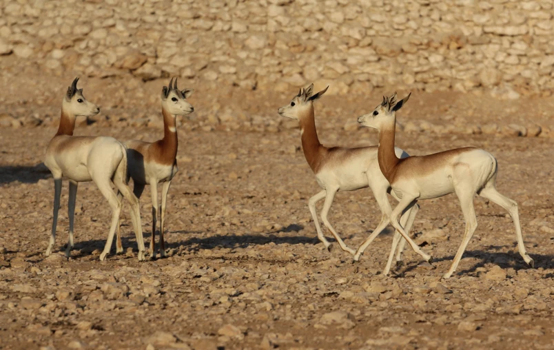 the deer are walking in formation on the arid ground