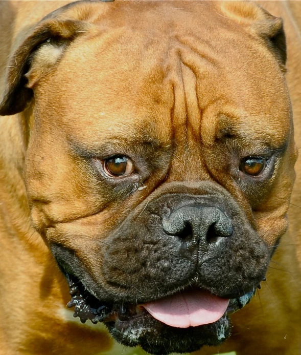 a close up image of a large brown dog