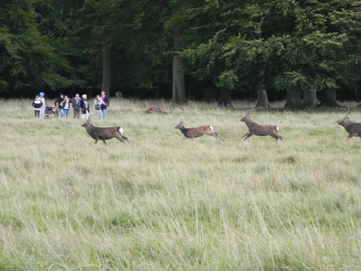 many wild animals running around in a field of tall grass