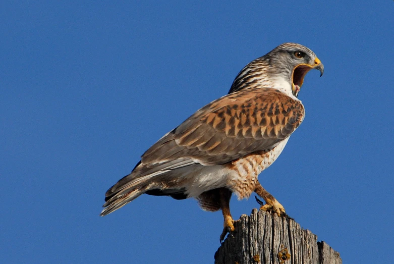 a brown and white hawk is sitting on top of a telephone pole