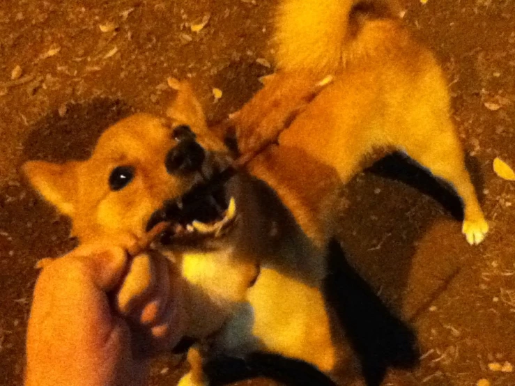 a dog eating soing while standing on the ground