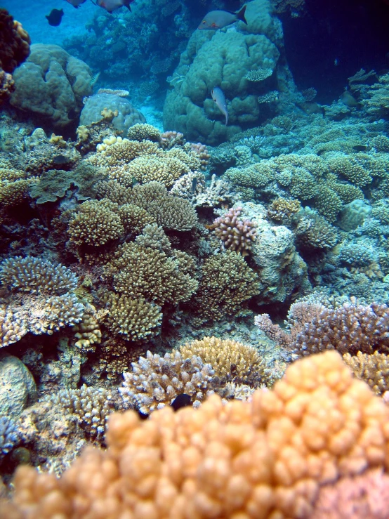 several fish swimming around some very pretty coral