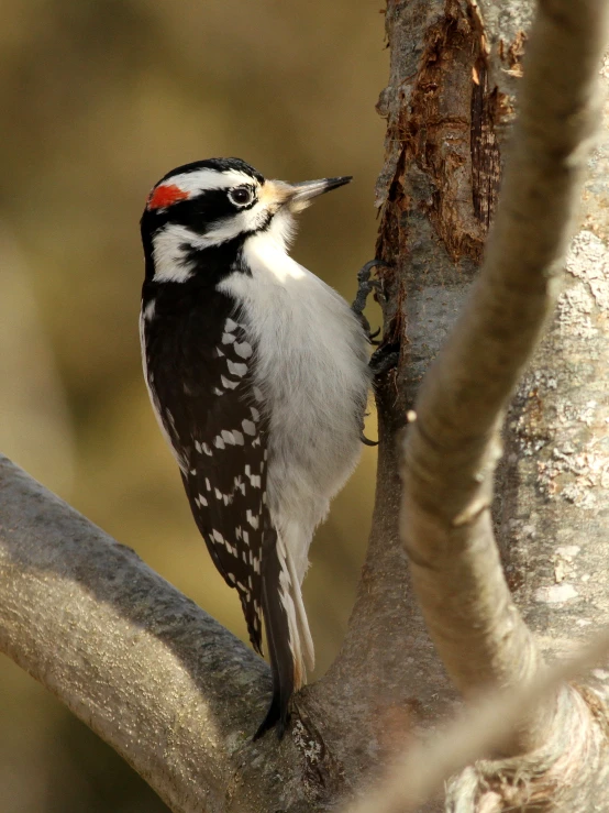 a woodpecker perched on a tree looking around