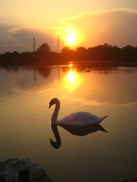 a swan that is swimming in the water