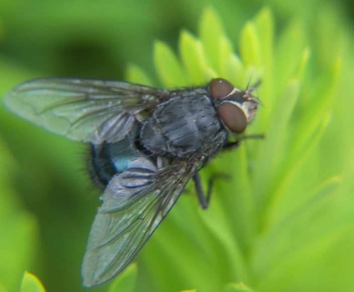 a fly is sitting on a bright green plant