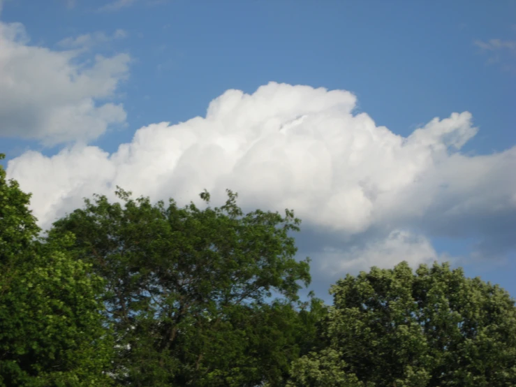 the trees and bushes are all green under a bright blue sky