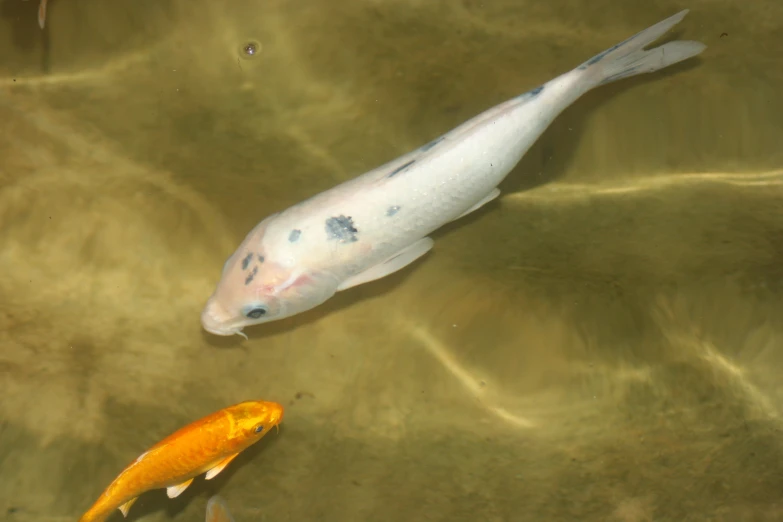 a koi fish is swimming with it's head above water