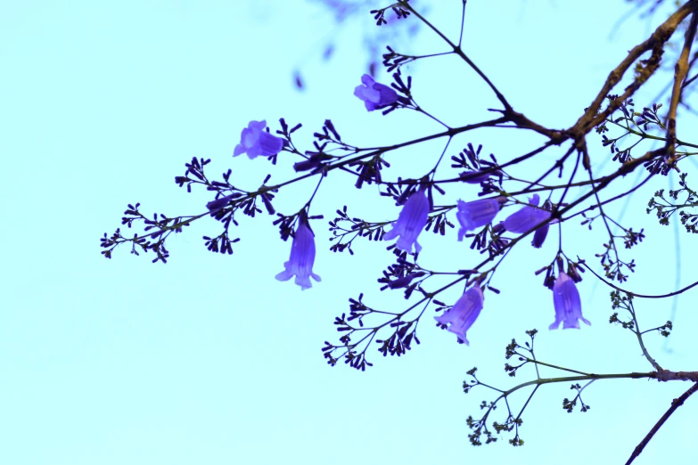 purple flowers on nches against a blue sky