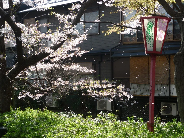 the flowering tree is next to an apartment building