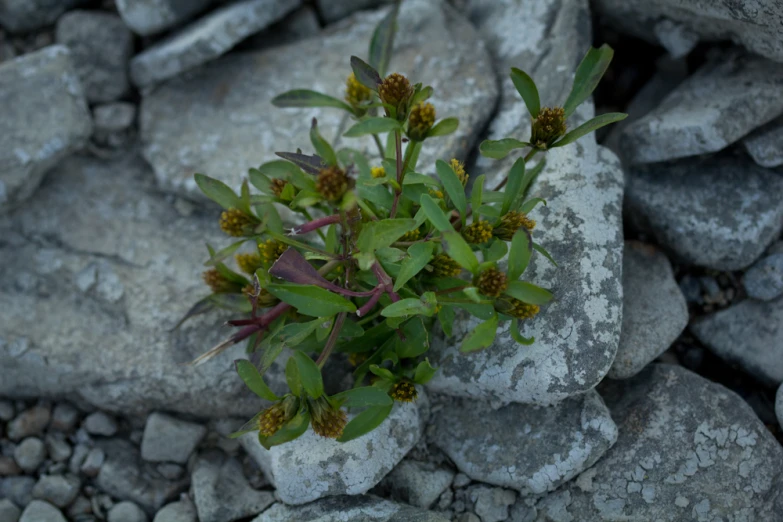 small green plants grow from rocks on the ground