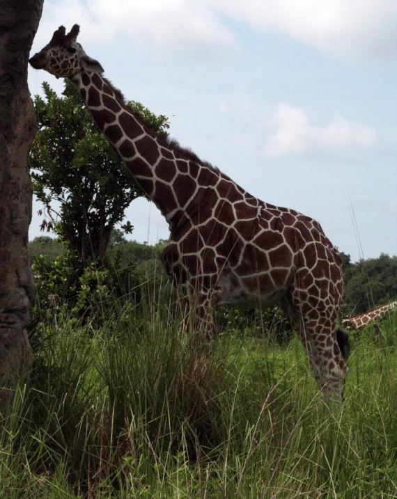 a giraffe standing near the side of a tall tree