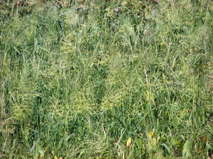 a black bird sitting in the tall grass