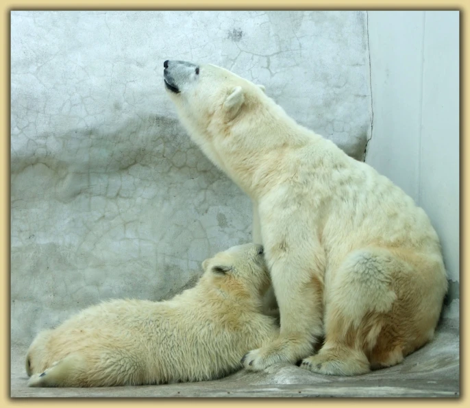 two polar bears sitting down and talking to each other