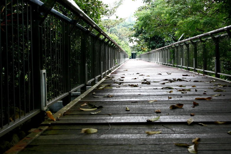 the walkway with no rails and leaves on it