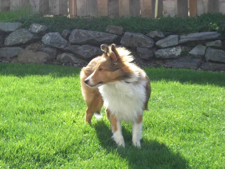 a brown and white dog stands in a field