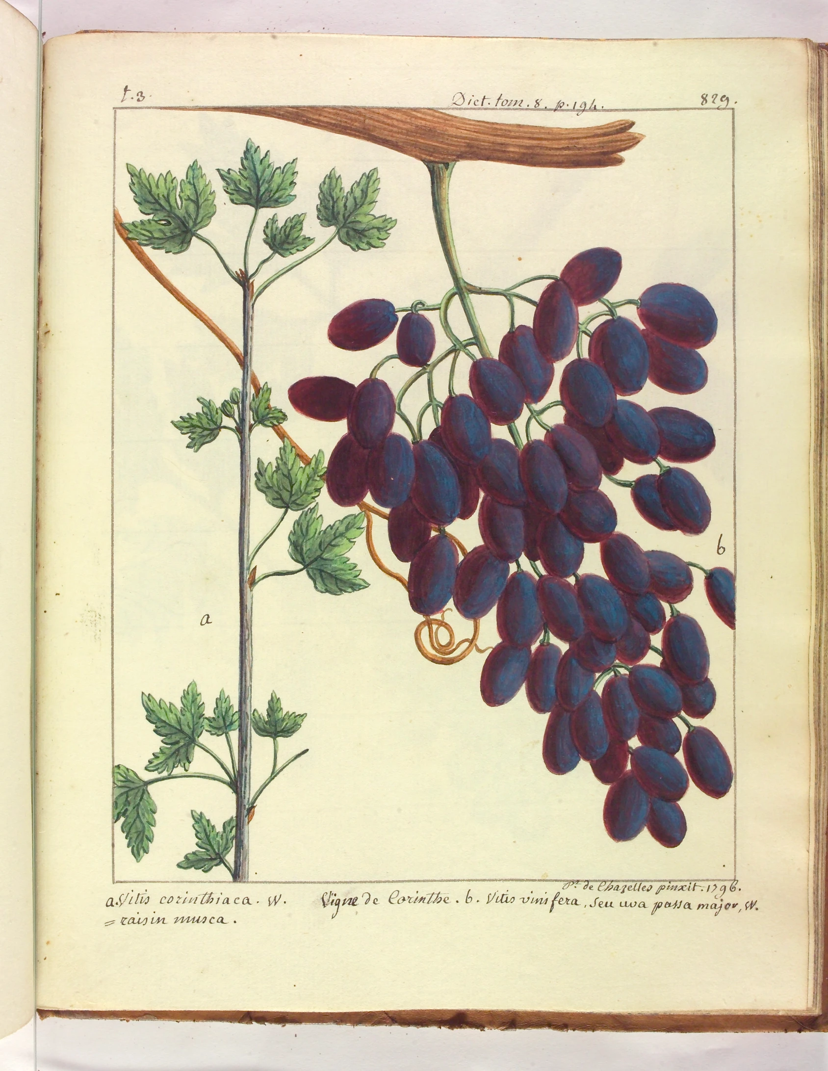 an old book with floral drawings in it