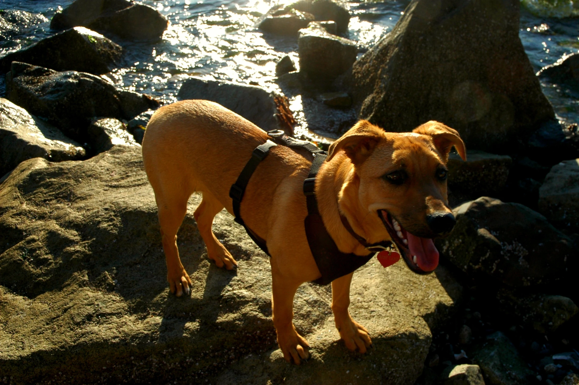 a large brown dog standing on top of a rocky hillside