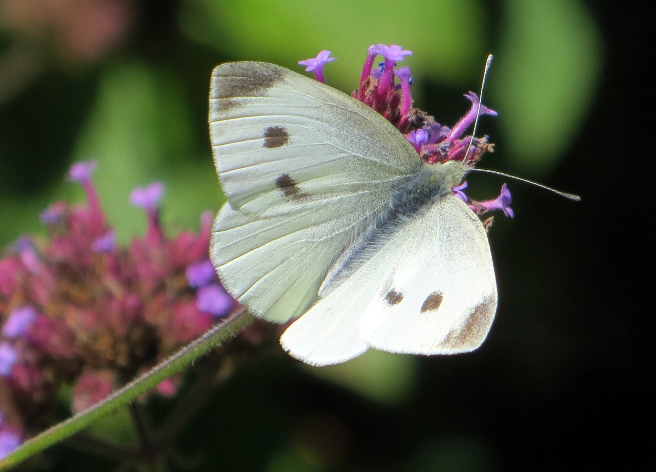 a white erfly is sitting on a purple flower