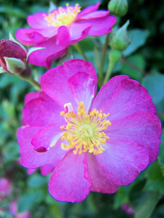 a pink flower with a yellow stamen in the middle