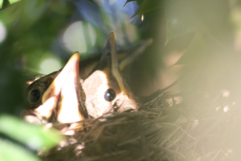 a bird with its eyes open next to a nest