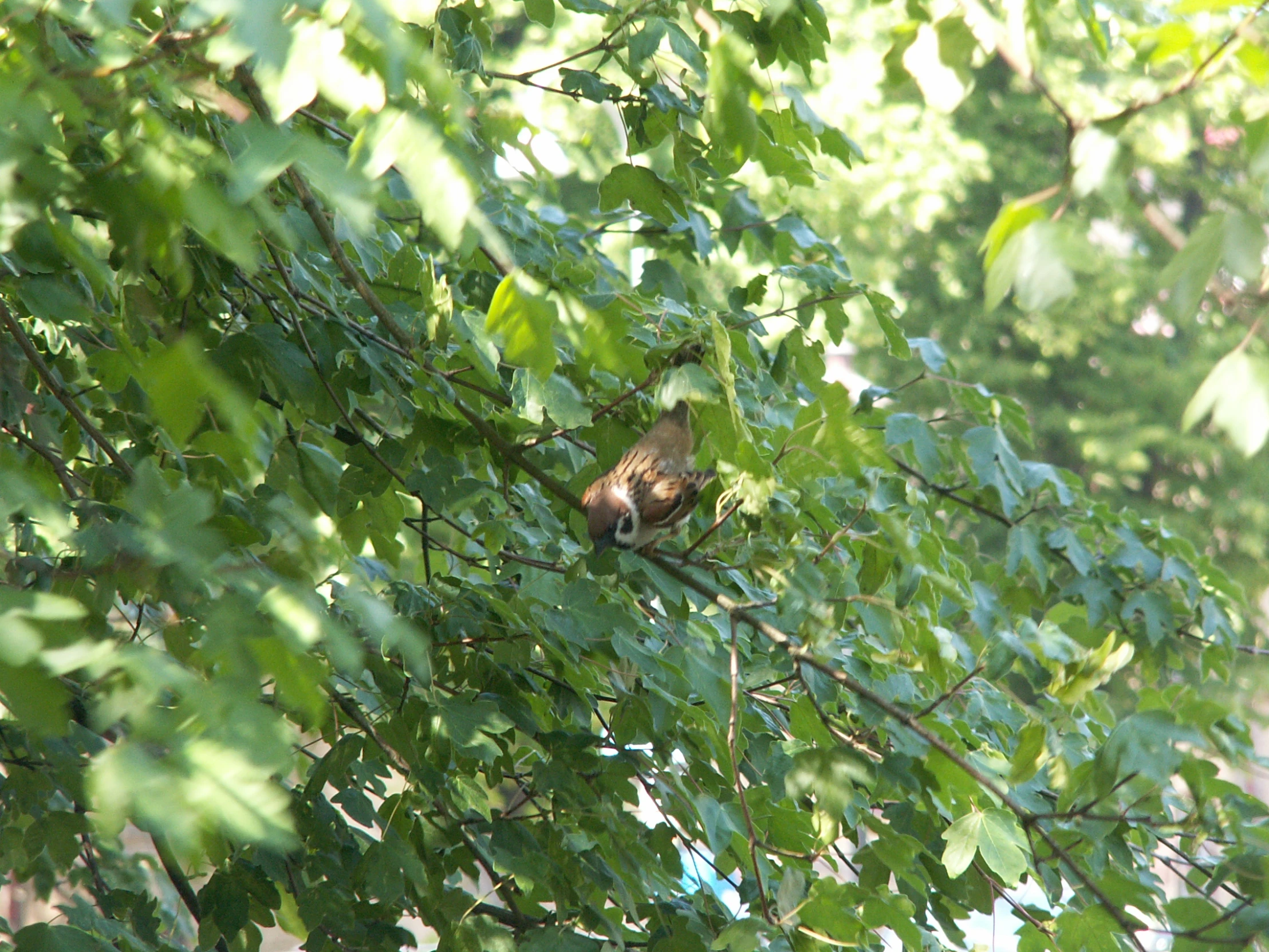 a squirrel hanging out in a tree by itself