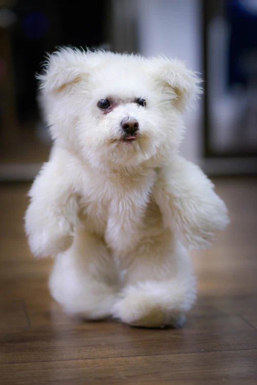 small white fluffy stuffed dog sitting on wood floor