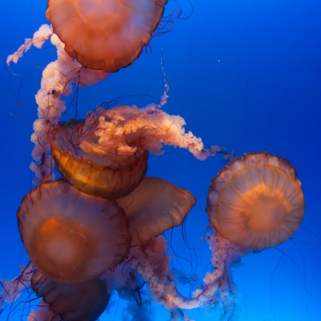 a jellyfish swimming on a blue background next to its eggs