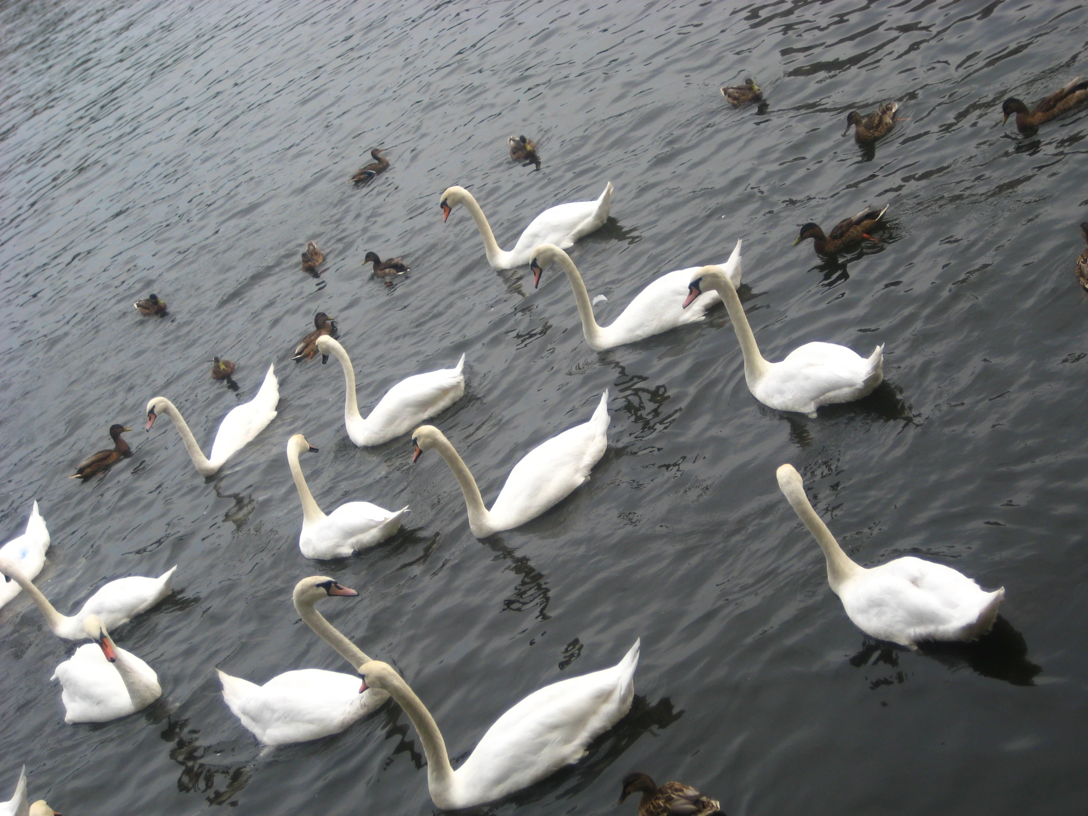 swans swimming together and ducks swimming nearby in the water