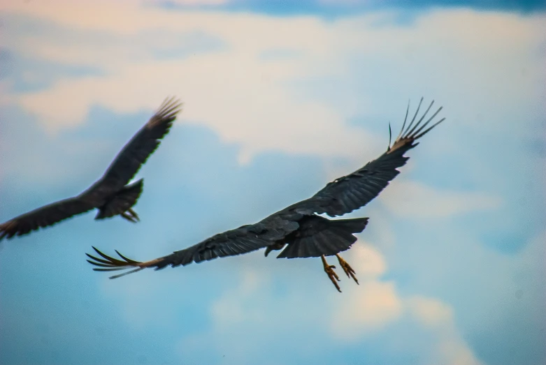 two large birds in the sky flying overhead