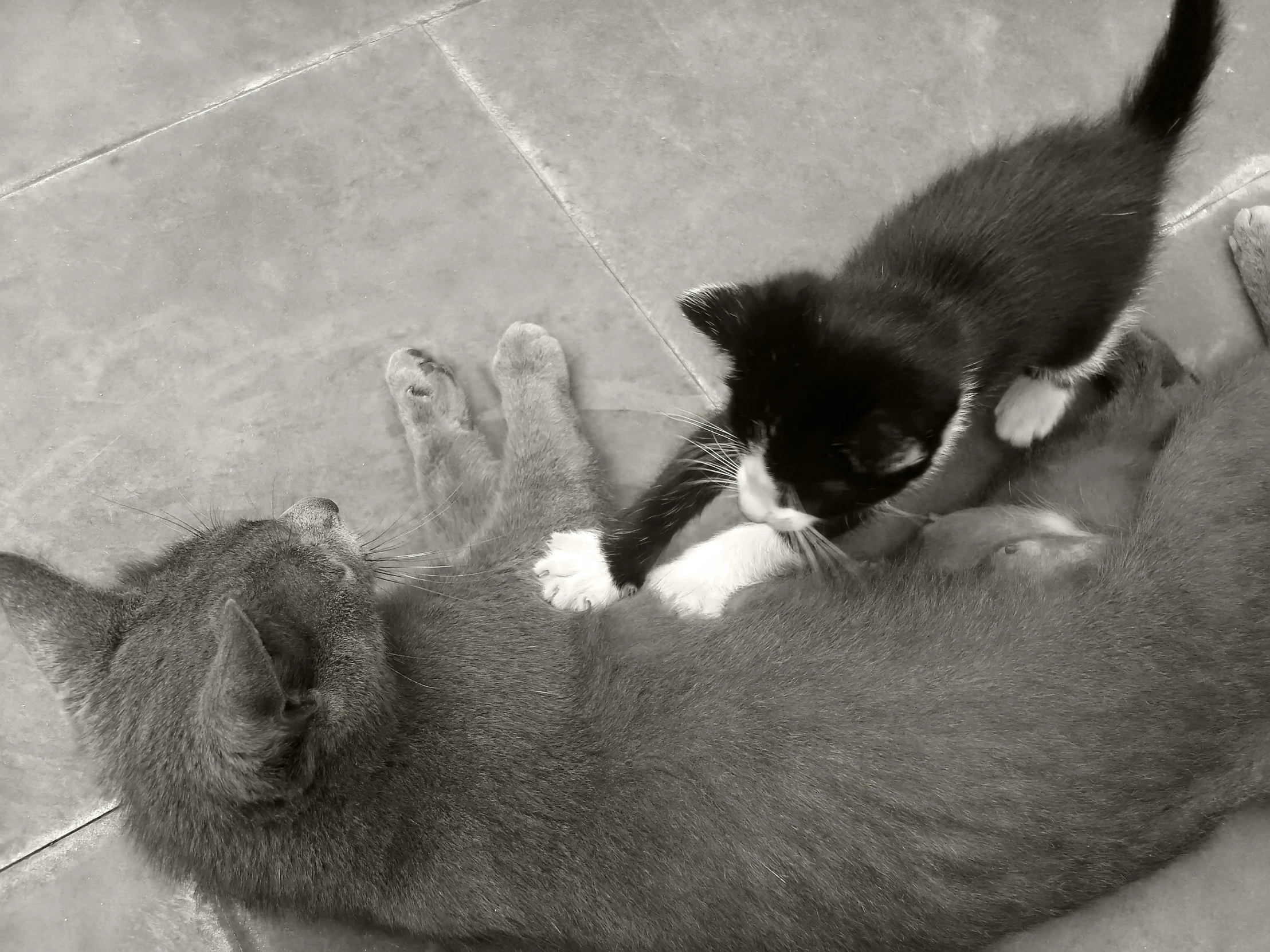 a kitten playing with another kitten on the ground