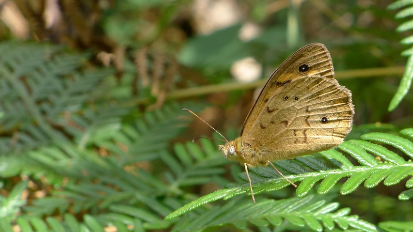 a erfly rests on a fern leaf