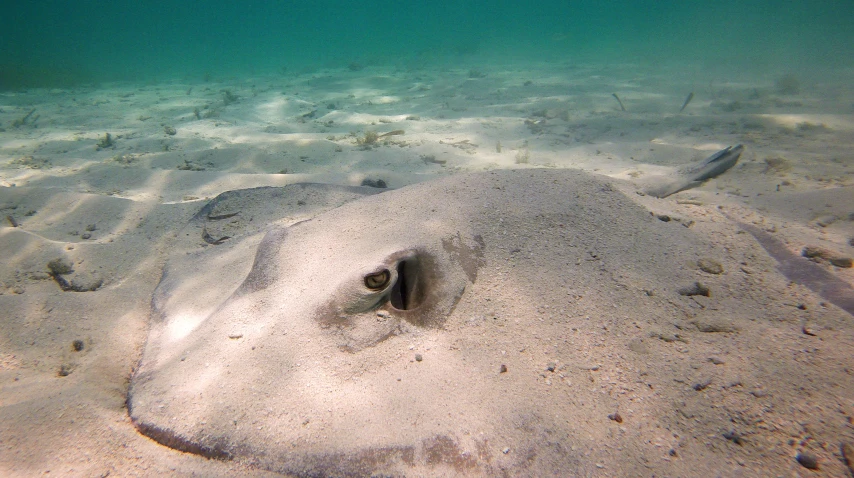 an ocean view of an animal with large head