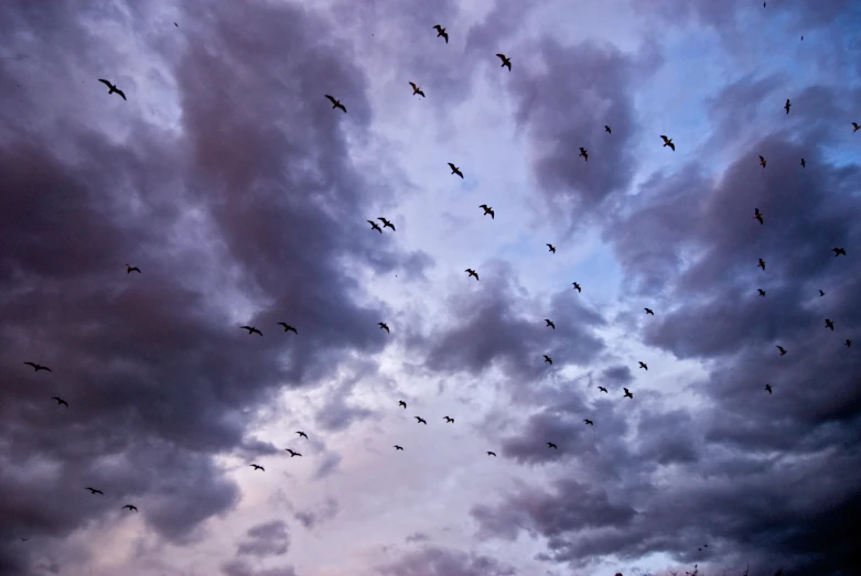 a flock of birds flying over a cloudy sky