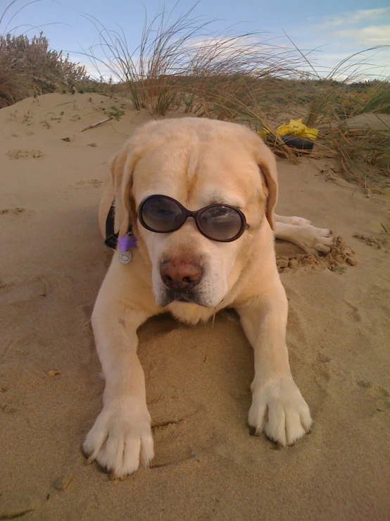 a tan dog with sunglasses laying in the sand