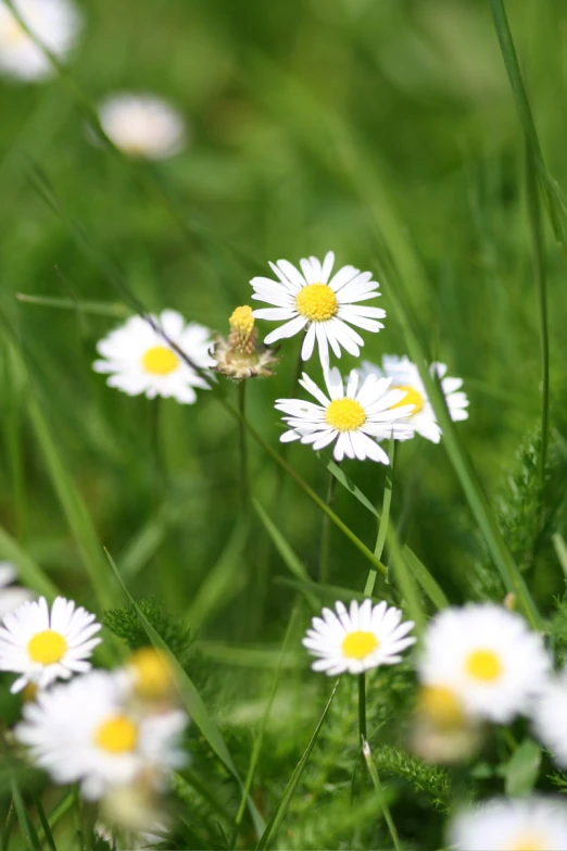 a close up view of daisies in a grass field