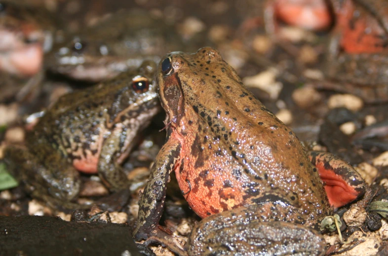 two frog with black and orange spots, close up view