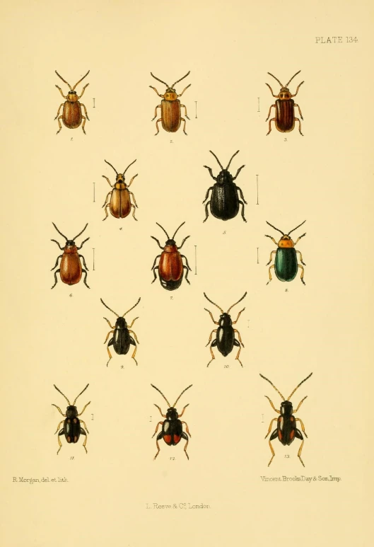 a drawing of six different beetles in rows