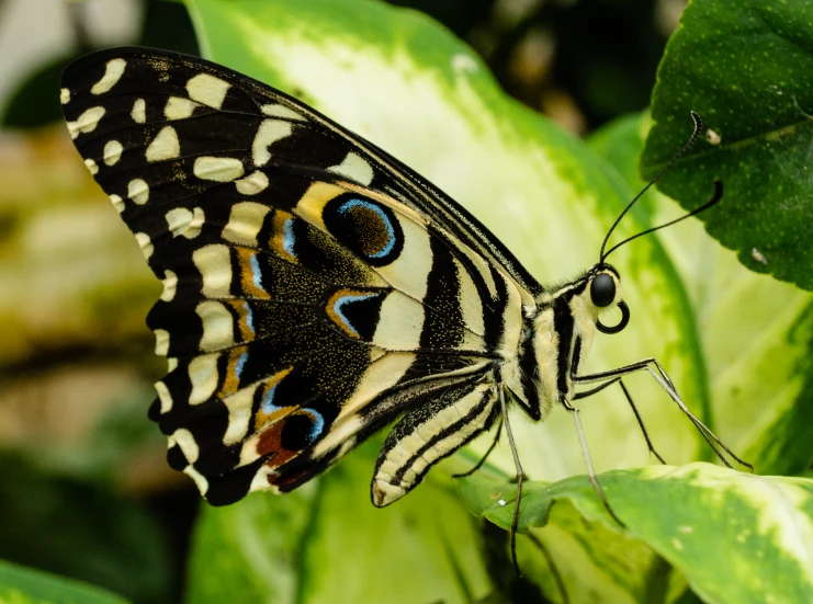a erfly is perched on the leaves of some plants