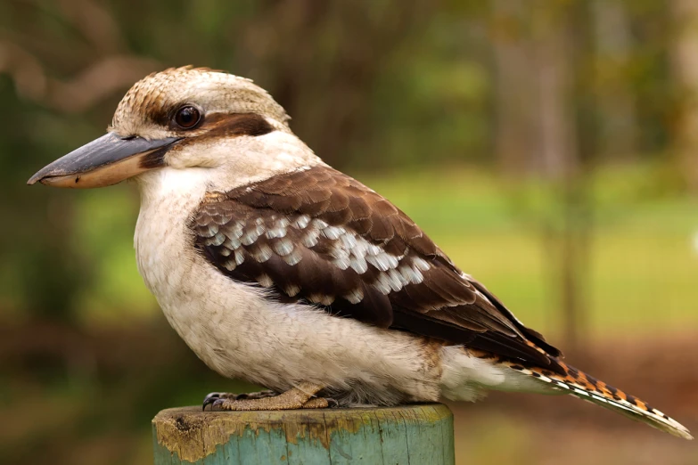 a small bird is sitting on top of a post