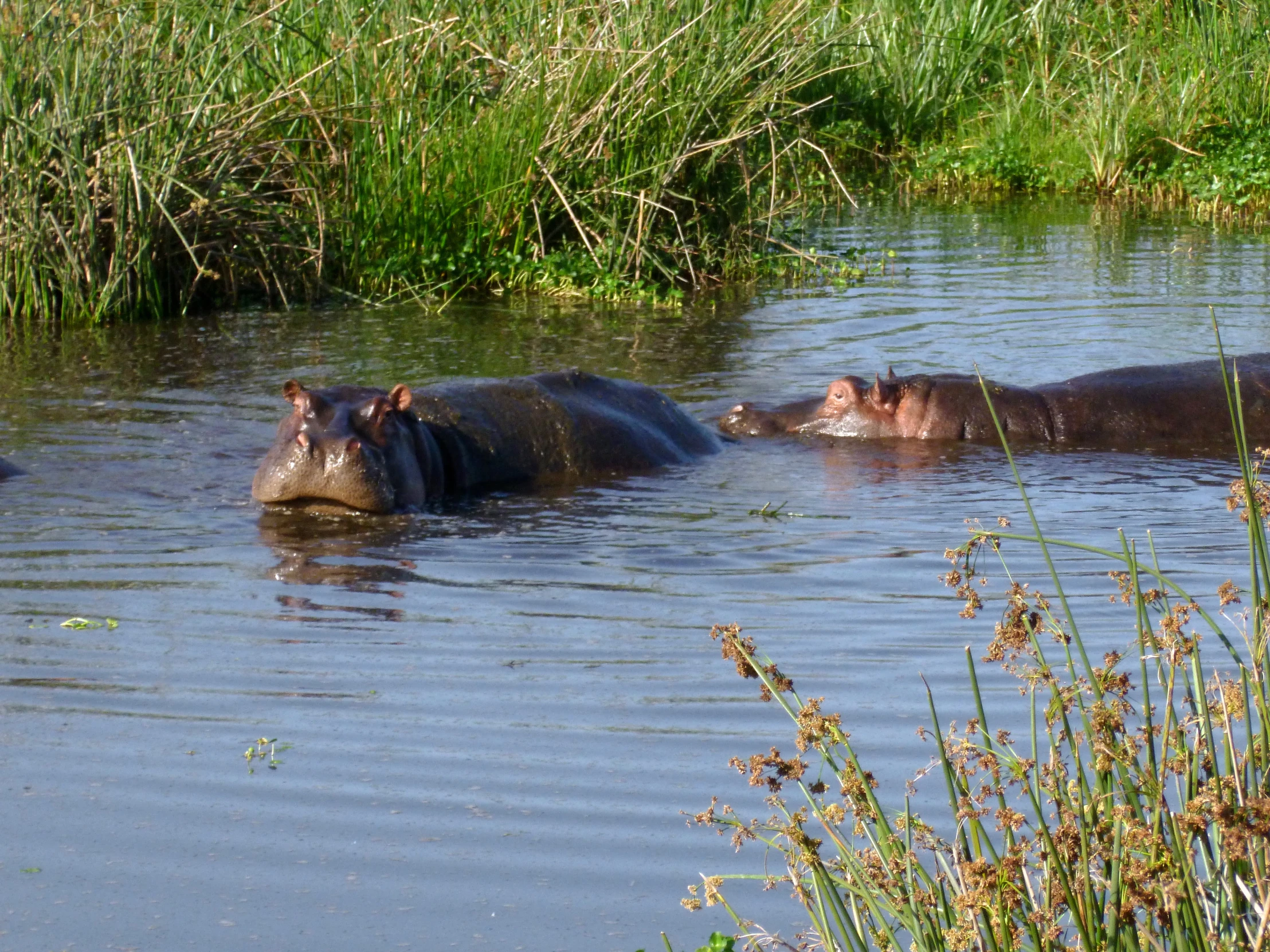 the hippops are floating in the shallow water