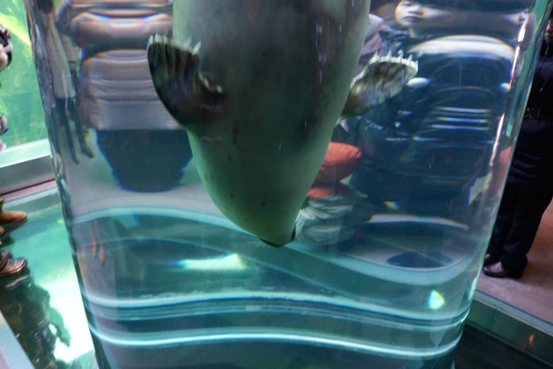 a large fish in a small glass container