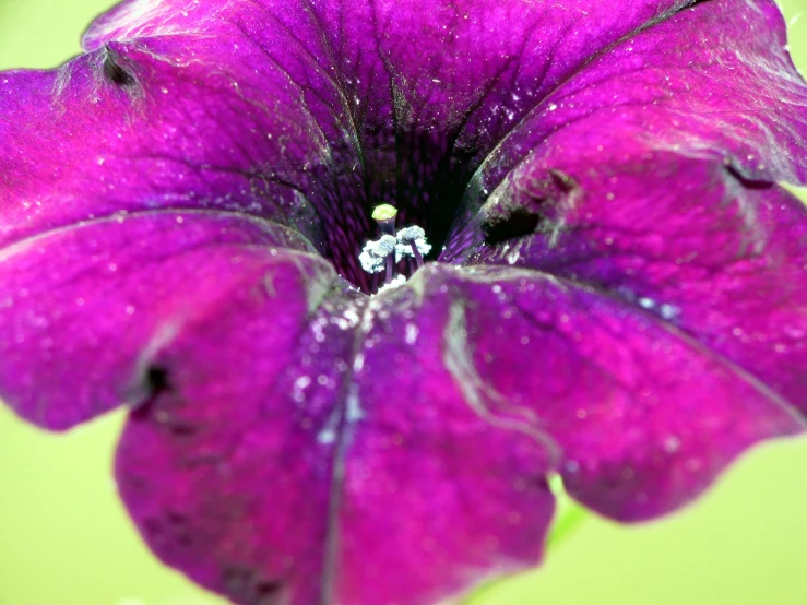 there is a purple flower with drops of water