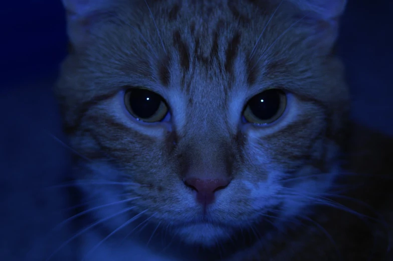 closeup of an animal with very blue light in it